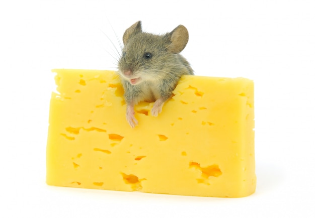 Mouse and cheese isolated on white background