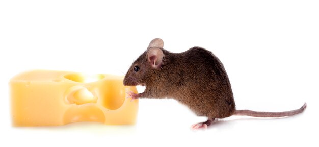 mouse and cheese