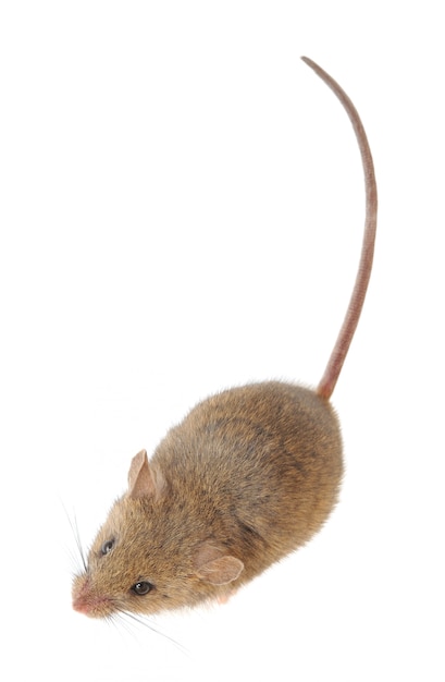 Mouse closeup isolated on a white isolated