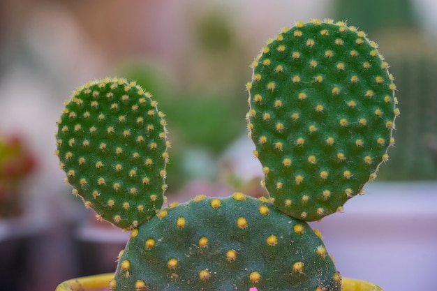 Mouse ears shaped cactus
