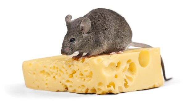 Mouse Eating Cheese