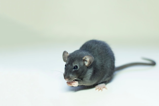 Photo mouse on a gray holding paws at the muzzle