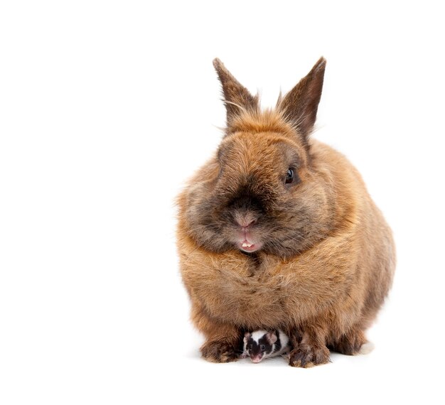 Mouse hiding under a brown rabbit. Isolated on white.