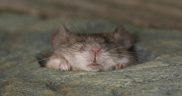 Photo mouse in a hole in the wooden floor