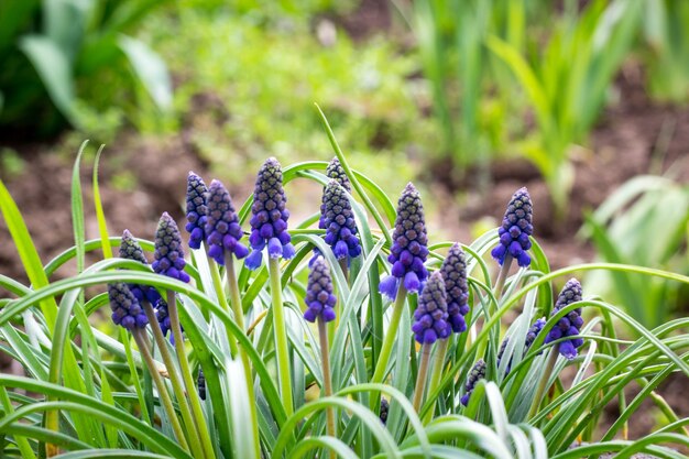 春の牧草地でマウスのヒヤシンスの花