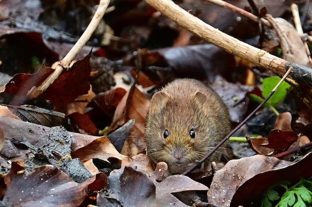 A mouse in the leaves of a tree