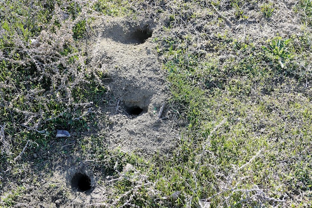 Mouse nests in nature mouse nest in a lot of places