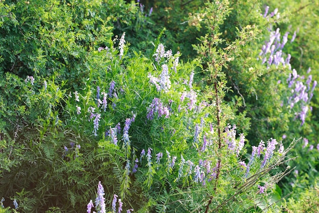 Photo mouse pea vicia cracca valuable honey plant fodder and medicinal plant