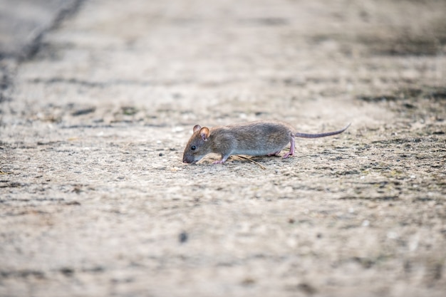 Mouse on the road. Rat on the street during the day