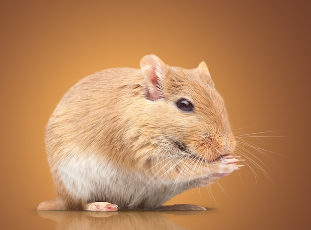The mouse sits. isolated on background