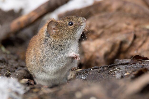 Photo mouse in the snow