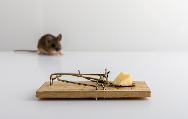Photo mouse trap with cheese bait, and a small wood mouse, apodemus sylvaticus, out of focus ,
