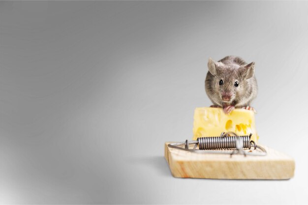 Mouse trap with cheese and mouse on background