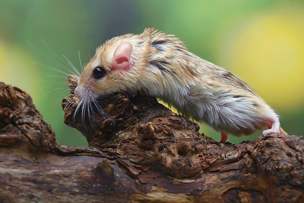 A mouse in a tree with a green background