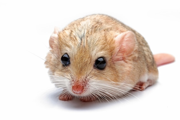 A mouse with a white background