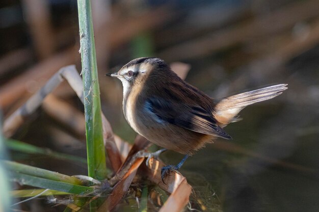 moustached warbler Acrocephalus melanopogon Toledo Spain