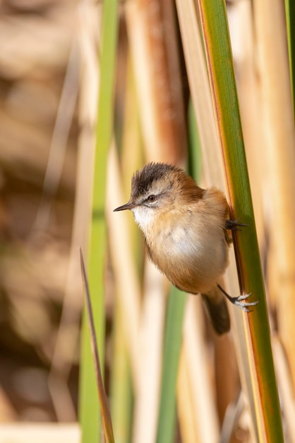 moustached warbler Acrocephalus melanopogon Toledo Spain