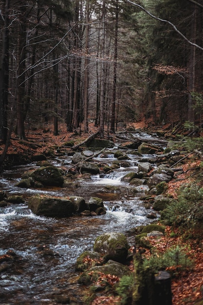 Moutain river stream going through a landscape in Poland national park in a forest