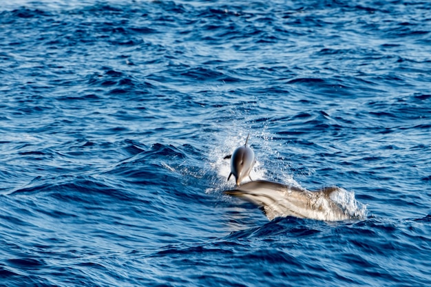 Move effect on Dolphin while jumping in the deep blue sea