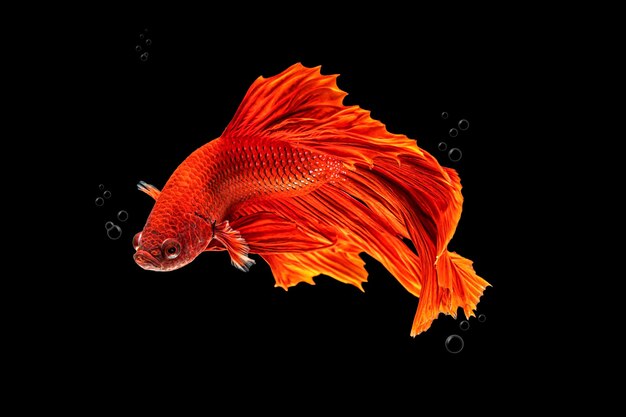 다채로운 샴 베타 물고기 또는 반달 베타 스플렌덴스 싸우는 물고기의 아름다운 움직임
