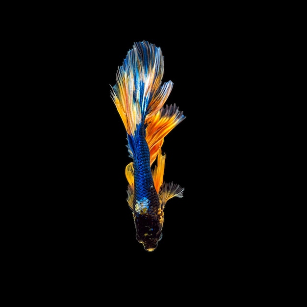 Movement beautiful of colorful siamese betta fish or half moon betta splendens fighting fish