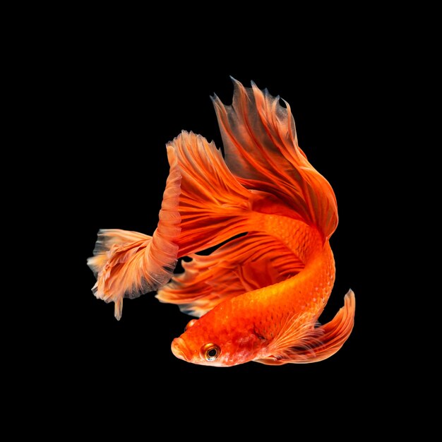 Movement beautiful of colorful siamese betta fish or half moon betta splendens fighting fish