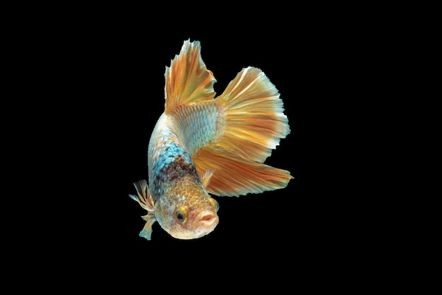 Movement of Betta fish, siamese fighting fish, betta splendens isolated on black