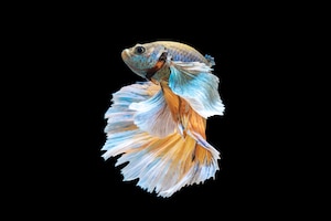 Movement of betta fish, siamese fighting fish, betta splendens isolated on black