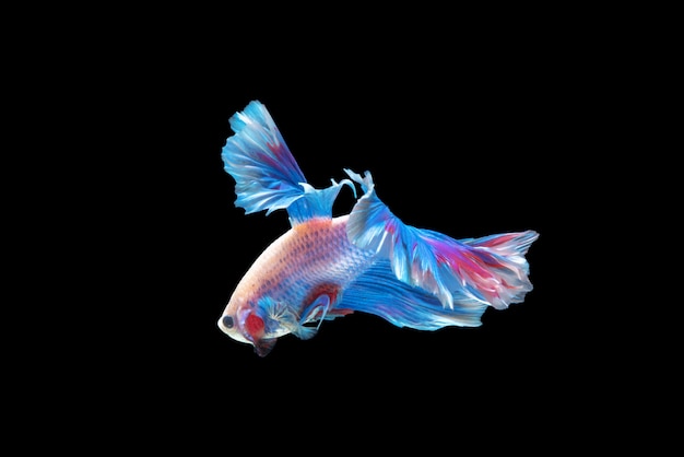 Movement of Betta fish, siamese fighting fish