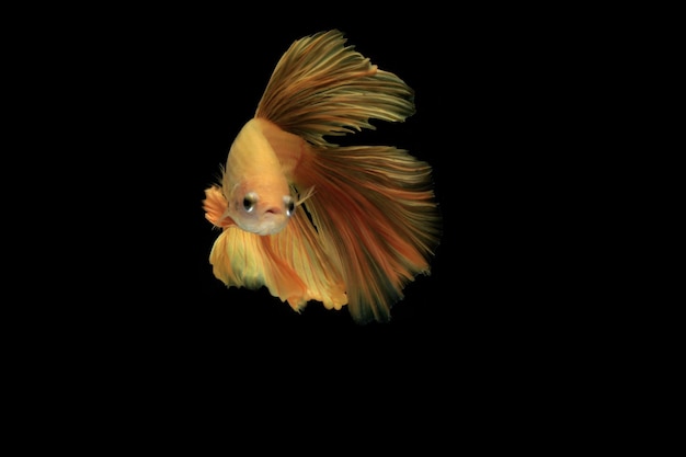 Photo the movement of siamese fighting fish black background