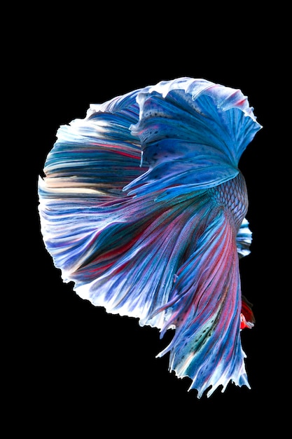 The moving moment beautiful of betta fish on black