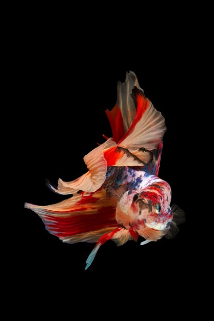 Photo the moving moment beautiful of betta fish on black