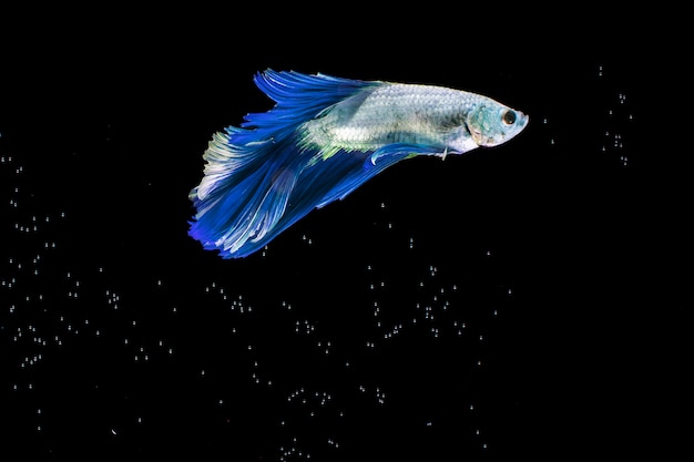 Photo the moving moment of blue half moon siamese betta fish