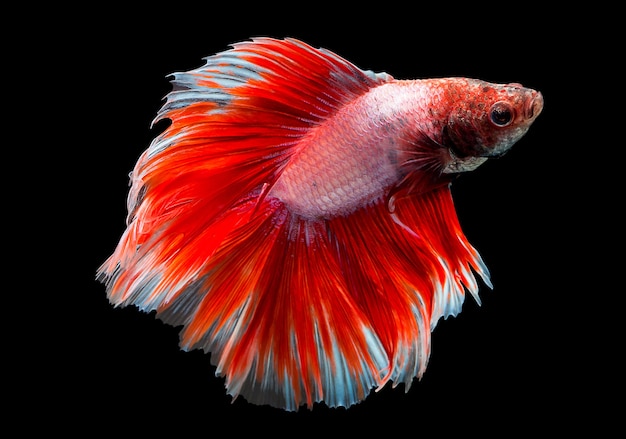 レッドハーフムーンの動きの瞬間siamese fighting fish