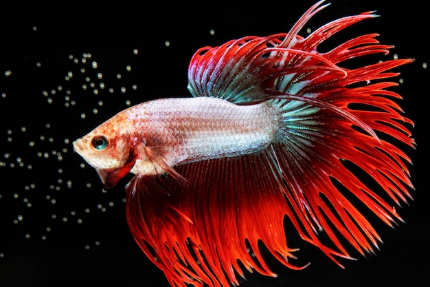 The moving moment of red tailed half moon siamese betta fish