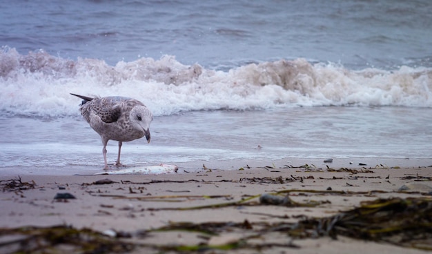 Möwe op het strand met een kleine golf op de achtergrond