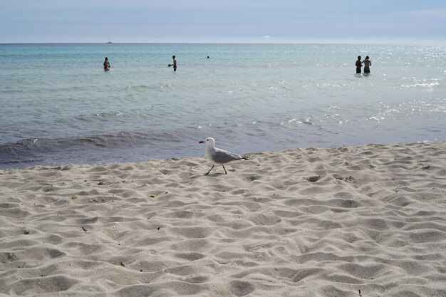 Foto möwe op het strand tegen mensen in de zee