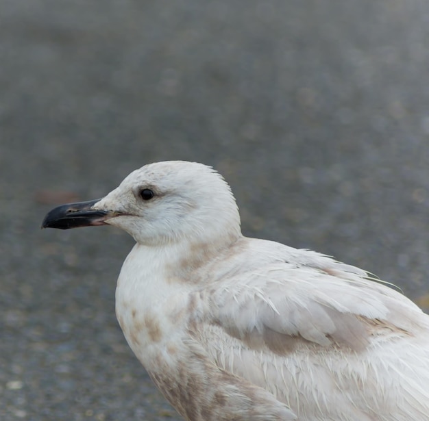 Möwe tegen zee
