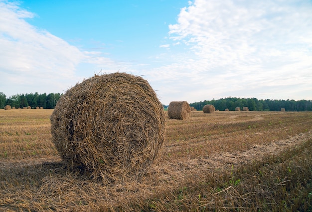 Mowed field and straw in rolls, lie one after harvest