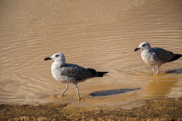 Möwen op de grond met modderig water