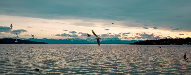 Möwen over een meer in Duitsland Beieren Möwen vliegen over het wateroppervlak van het meer Reflectie