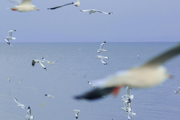 Foto möwen vliegen over de zee tegen de lucht.