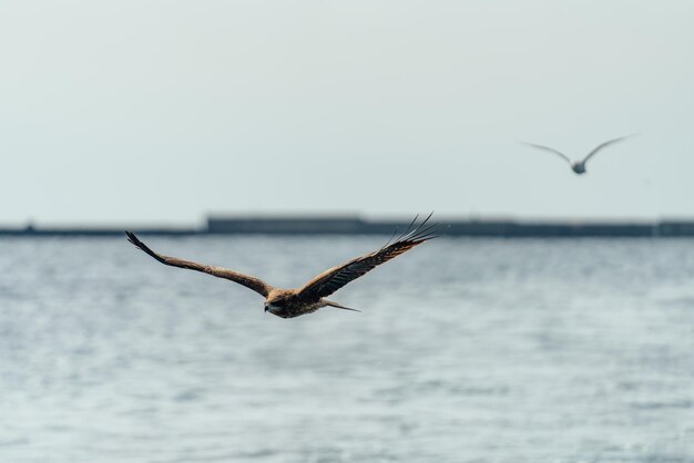 Foto möwen vliegen over de zee tegen de lucht.