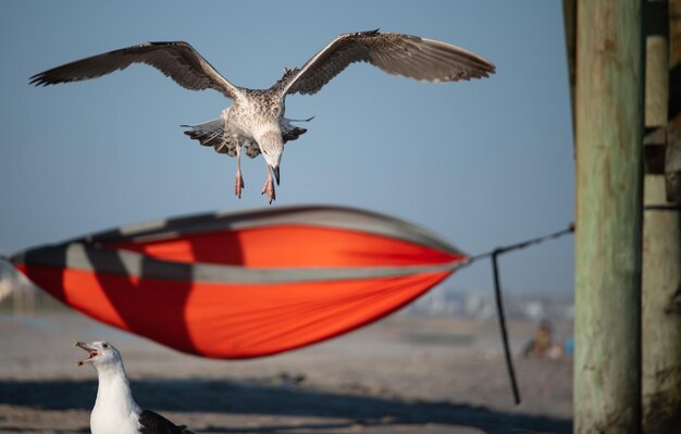 Foto möwen vliegen over de zee.