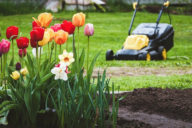 Falciare l'erba nei tulipani del cortile davanti al prato verde e al tosaerba elettrico