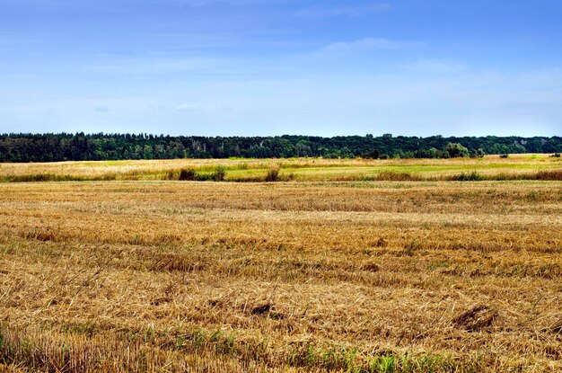 Mown crops field with blue sky on the horizon