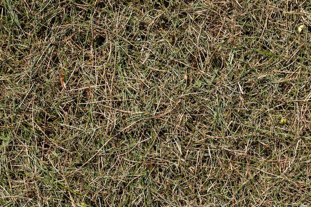 Mown dried grass for feeding livestock on the farm