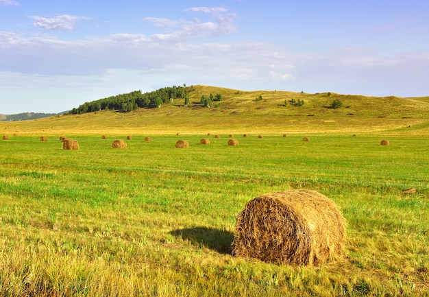 青い曇り空の下、夏の丘に囲まれた刈り取られた畑。シベリア、ロシア