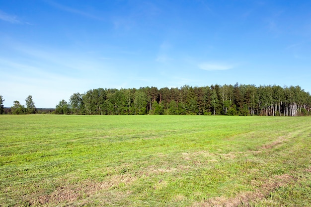 Mown grass near the forest. Spring landscape with forest in the background. meadow with striped