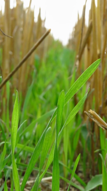 Mown grass and straw closeup in a field